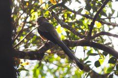 Dendrocitta cinerascens