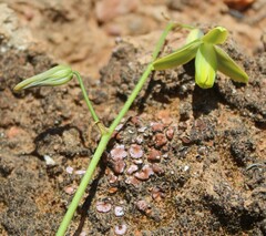 Albuca viscosa