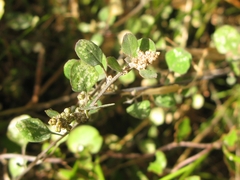 Chenopodium allanii