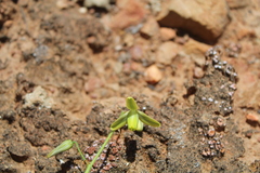 Albuca viscosa