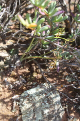 Albuca viscosa