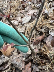 Packera obovata