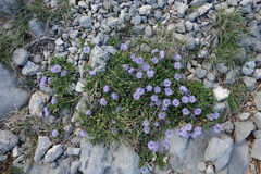 Globularia cordifolia