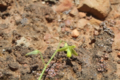 Albuca viscosa