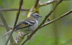 Mecocerculus stictopterus