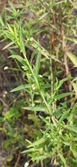 Capraria peruviana