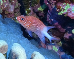 Sargocentron caudimaculatum