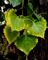 Populus deltoides
