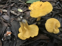 Cantharellus tenuithrix