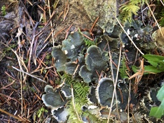 Peltigera membranacea