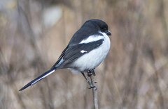 Lanius collaris collaris