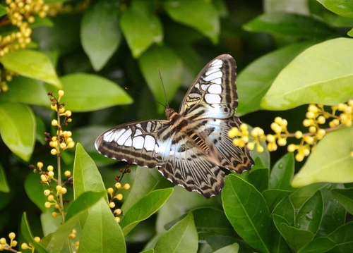 Burmese Clipper