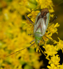 Adelphocoris