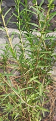 Capraria peruviana