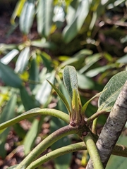 Rhododendron maximum