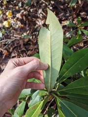 Rhododendron maximum