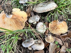 Lactarius chelidonium