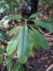 Rhododendron maximum
