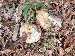 Lactarius chelidonium