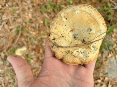 Lactarius chelidonium