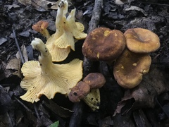 Cantharellus lewisii