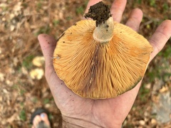 Lactarius chelidonium