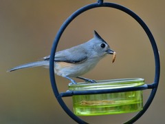 Baeolophus bicolor × atricristatus