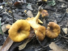 Cantharellus lewisii