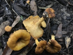 Cantharellus lewisii