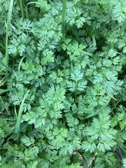Chaerophyllum tainturieri