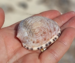 Cypraecassis testiculus