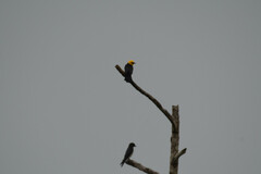 Chrysomus icterocephalus