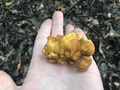 Cantharellus lewisii