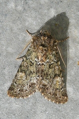 Polymixis lichenea