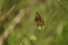 Junonia evarete