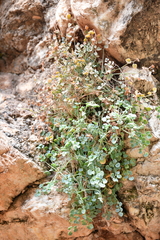 Sarcocapnos enneaphylla