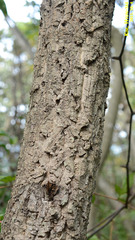 Quercus variabilis