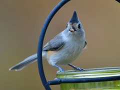 Baeolophus bicolor × atricristatus
