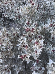 Atriplex hymenelytra