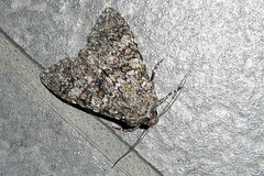 Polymixis flavicincta