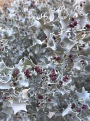 Atriplex hymenelytra