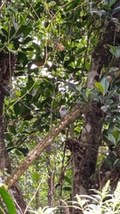 Psittacula columboides