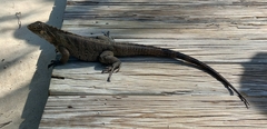 Cyclura nubila