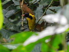 Oriolus brachyrynchus