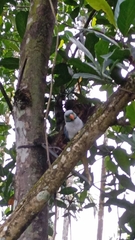 Psittacula columboides