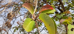 Terminalia bellirica