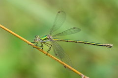 Lestes virens