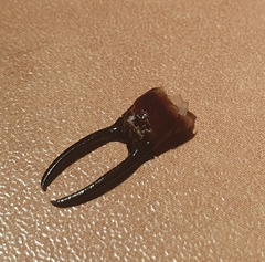 Forficula smyrnensis