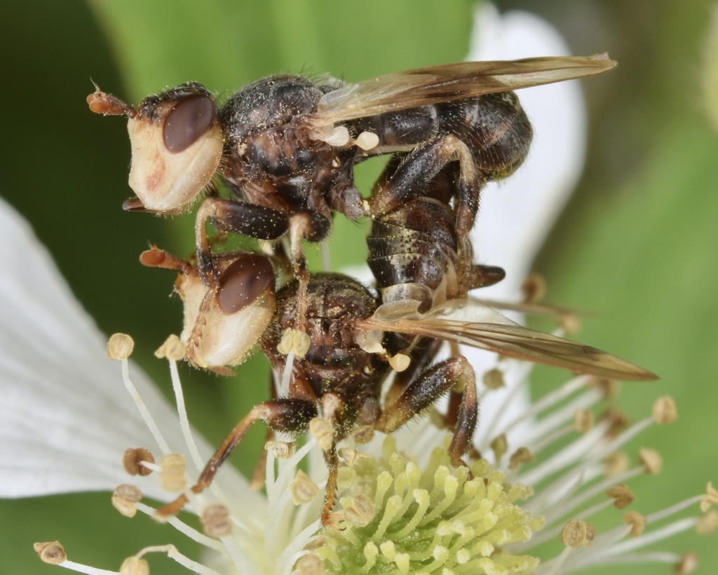 Myopa vesiculosa