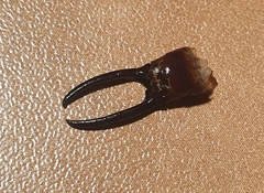 Forficula smyrnensis